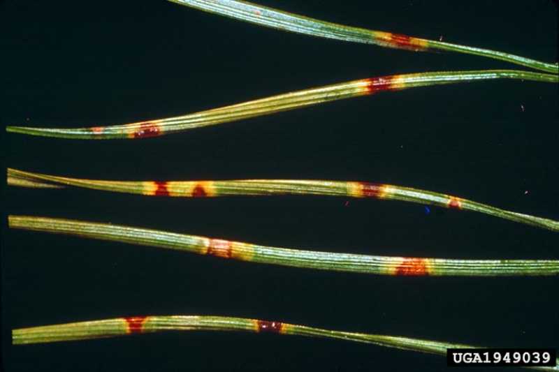 lirula needle blight lirula needle blight