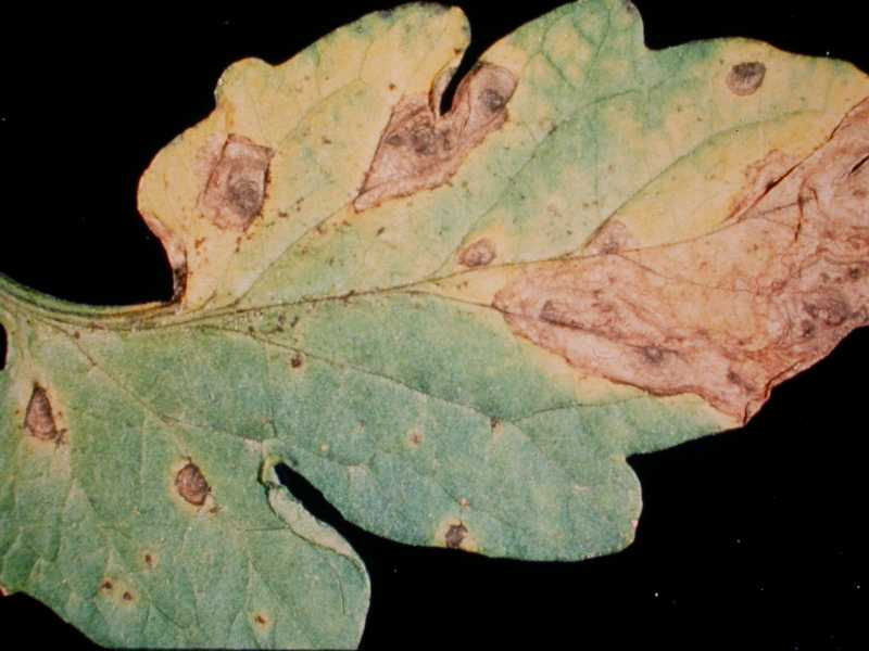 early blight early blight
