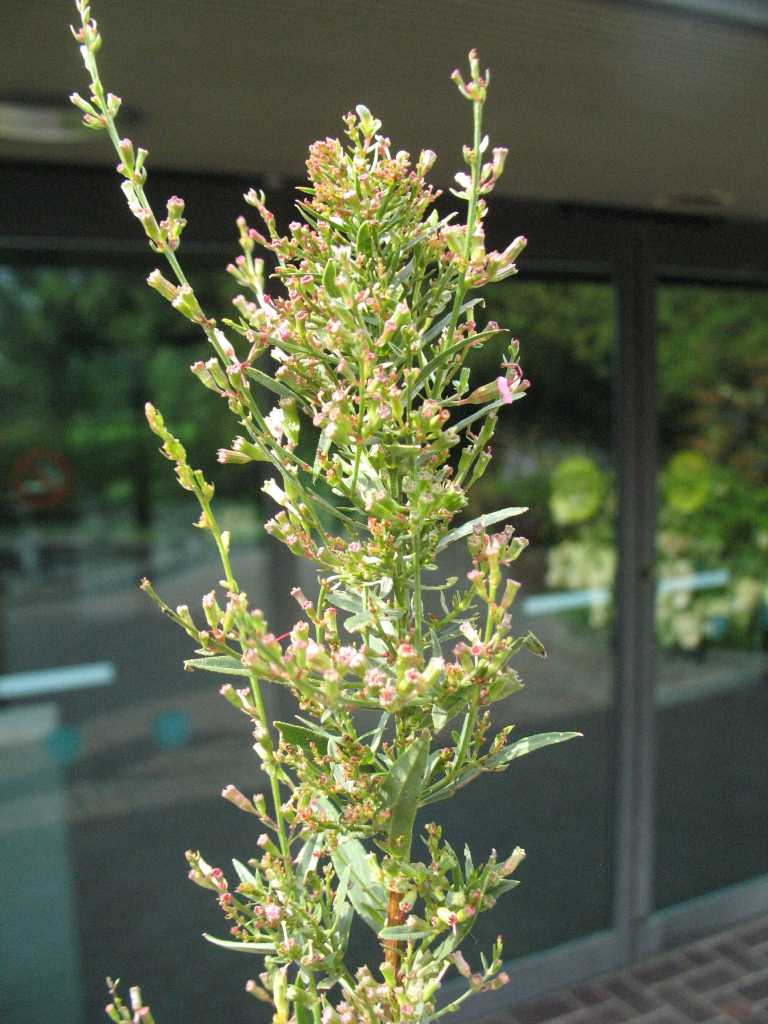 Witches� broom