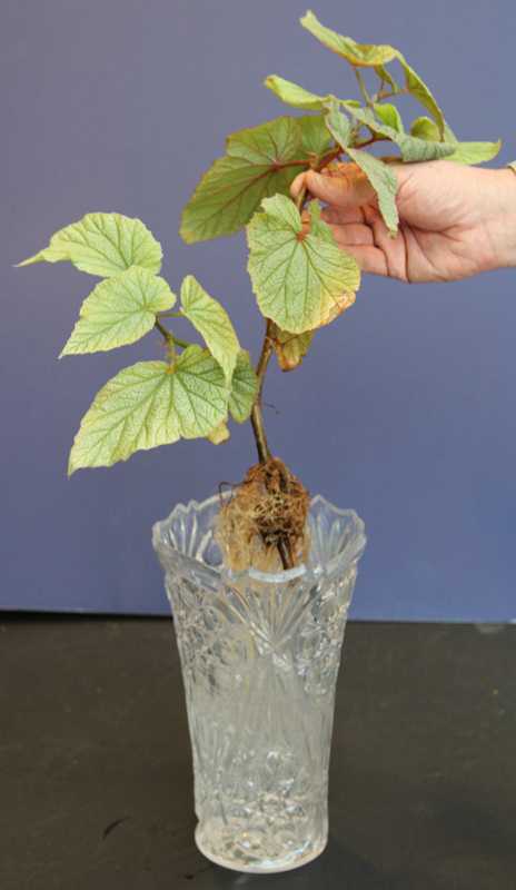 plant clippings in water plant clippings in water