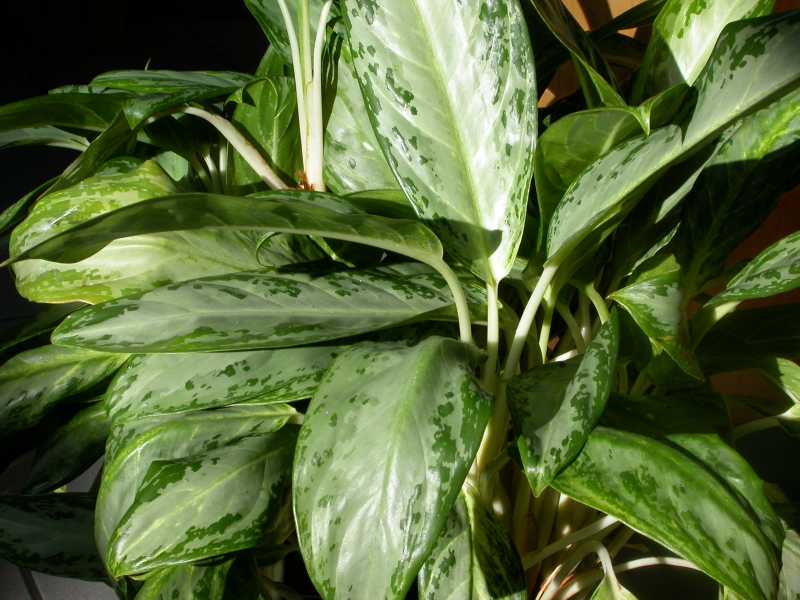 Top 10 Houseplants Top 10 Houseplants