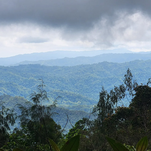 Forested mountains in mist