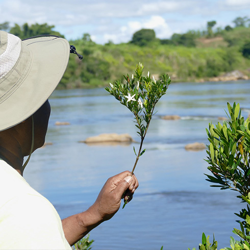 hand holding plant against a background of a river