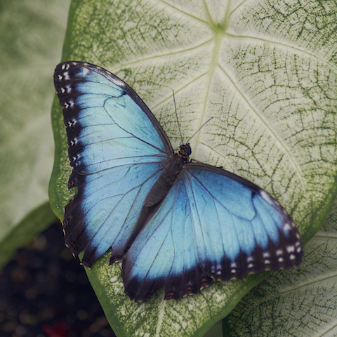 Blu Morpho butterfly