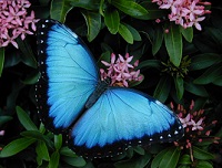 Blue Morpho butterfly