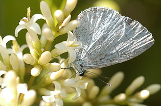 Spring azure butterfly