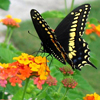 Butterfly feeding