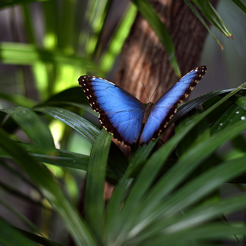 Blue morpho butterfly resting on leaves