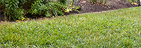 lawn