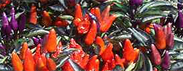 Ornamental pepper