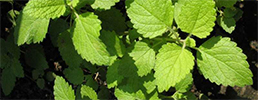 Lemon balm