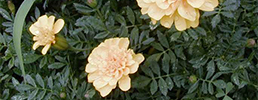 African marigold