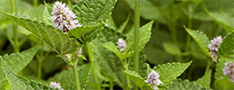 Anise hyssop