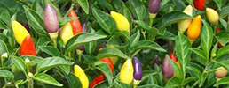 Ornamental pepper