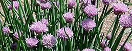 Chives