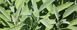 Garden sage