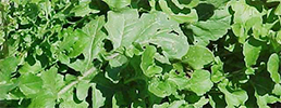 Arugula