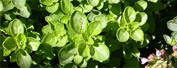 Greek oregano