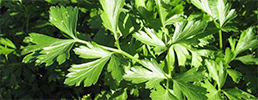 Italian parsley