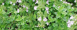 Thymus citriodorus