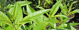 Lemon verbena