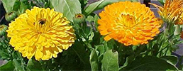 Marigold