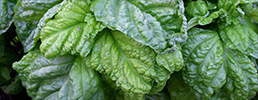 Lettuce-leaf basil