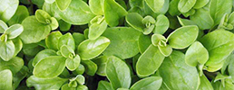 Sweet marjoram