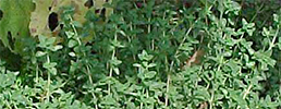 English thyme