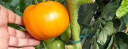 Golden jubilee tomato