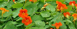 Tropaeolum sp.