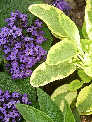 Mixed plants