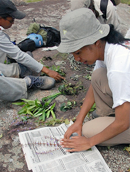 Scientist presses plant samples in the field