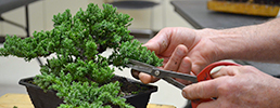 Student trimming bonsai