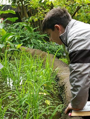 Boy looking at bog plants