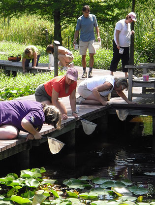 Teachers netting invertebrates