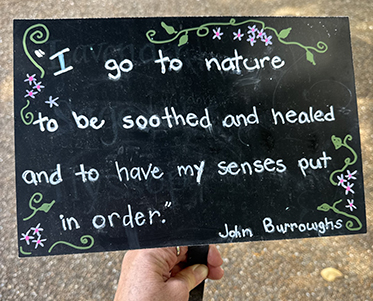Quote I go to nature to be soothed and healed and to have my senses put in order by John Burroughs