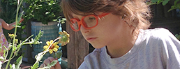 Child examining flowers in the Zimmerman Sensory Garden
