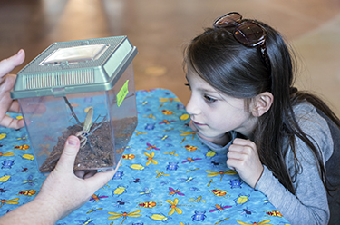 Girl observing praying mantis
