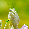 Mantid