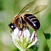 Bee on clover