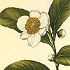 Camellia, from which we get tea