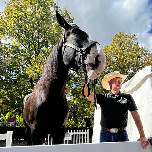 Black shire horse with handler
