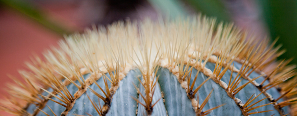 Cactus close-up