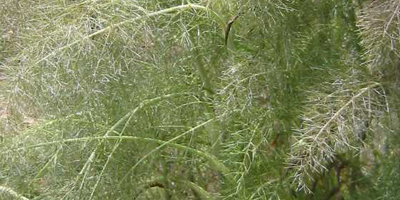 Fennel grass