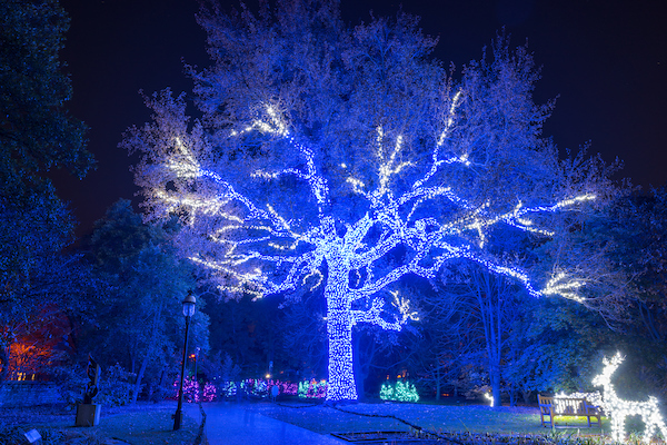 Tall sweet gum tree wrapped in striking blue lights