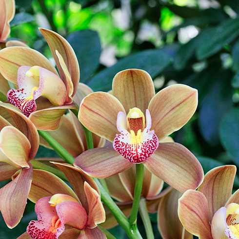 Yellow orchid with small pink spots