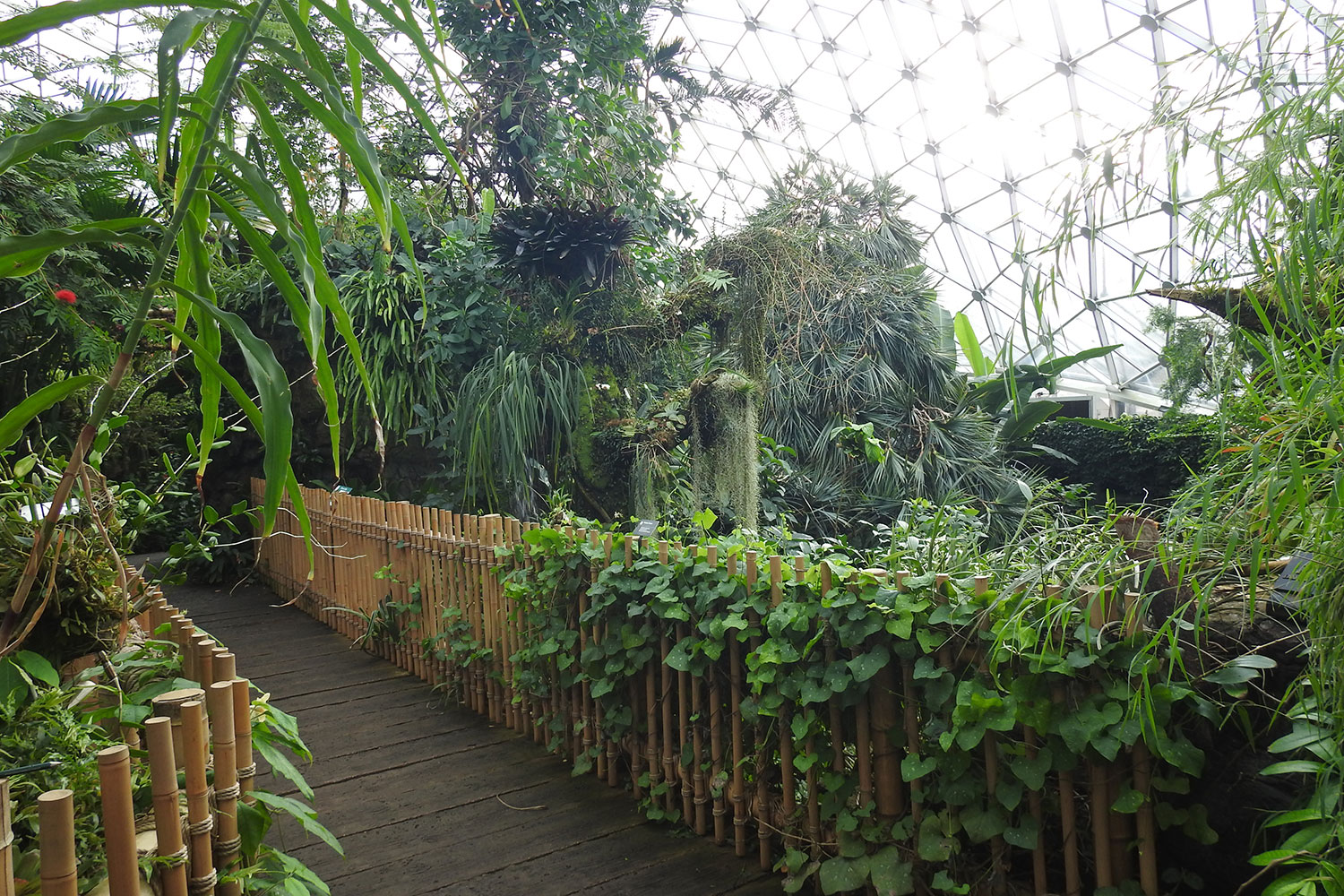 Climatron conservatory interior with bamboo bridge in foreground, surrounded by lush, tropical foliage and the hexagonal glass dome above