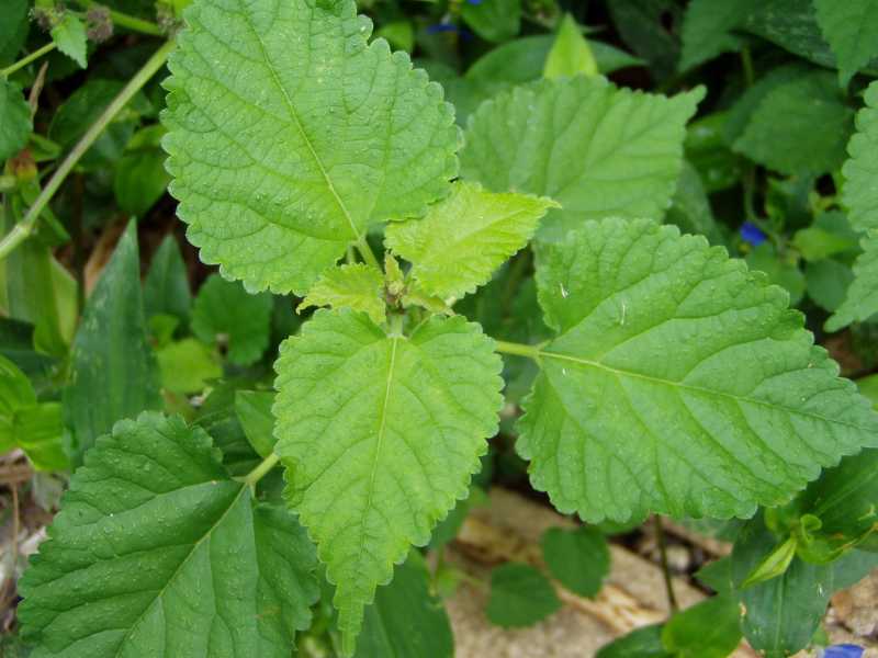 losing the battle with mulberry weed • HelpfulGardener.com Gardening Forum