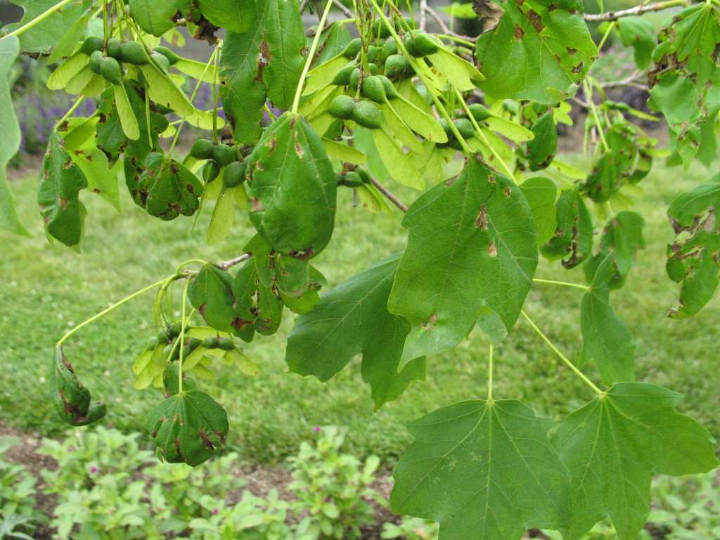 Maple leaf blister and anthracnose: Two diseases of maple leaves -  Landscaping